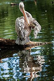 《纸嫁衣5来生戏》Steam商店页面上线 发售日期待定